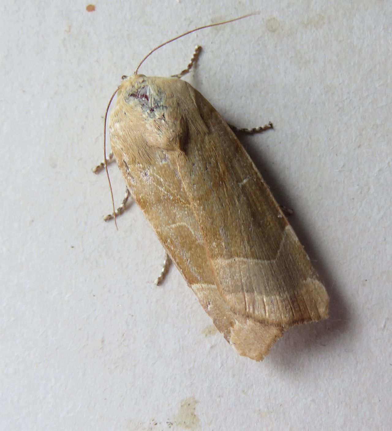  Broad- bordered Yellow Underwing 